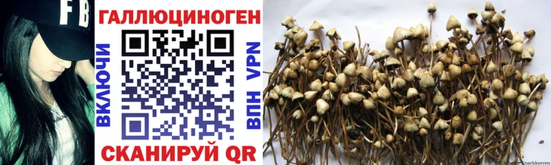 Псилоцибиновые грибы Psilocybine cubensis  MEGA ONION  Верхоянск 